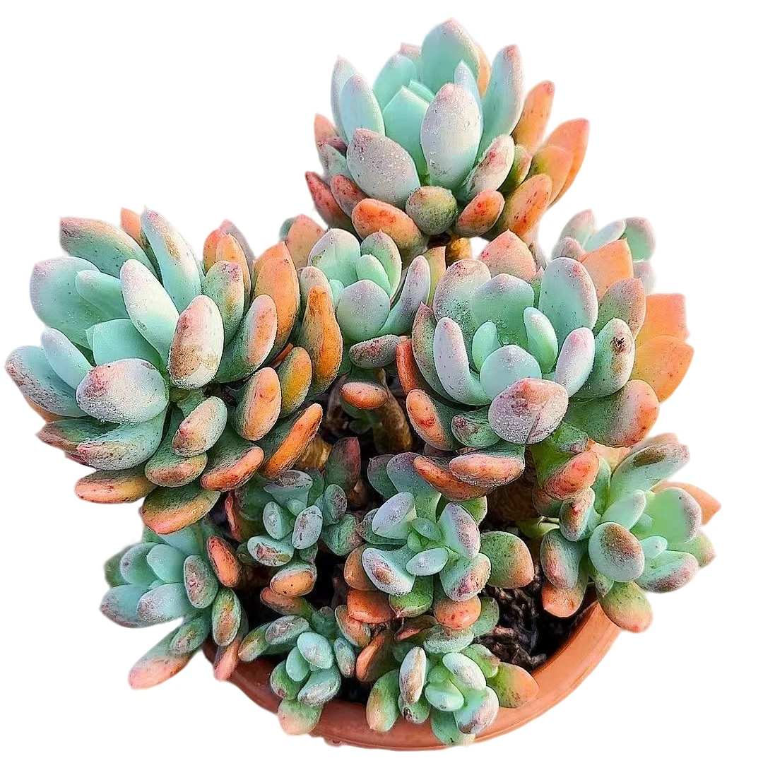 77多肉（灰姑娘）直播展示