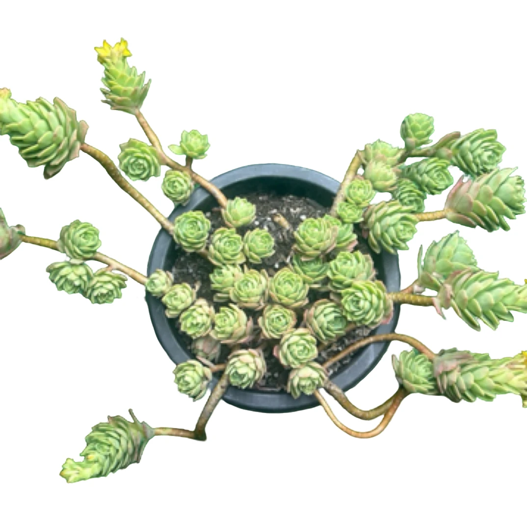 眼镜多肉（特大绿蔷薇）整装老桩飘枝盆栽盆景多肉