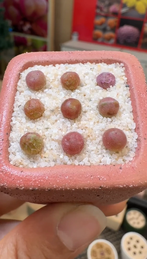 【闪购商品】14-8韩系空蝉一颗