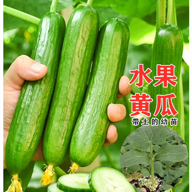 黄瓜苗荷兰黄瓜苗旱青瓜苗高产密刺青瓜玉女黄瓜阳台盆栽客厅菜苗