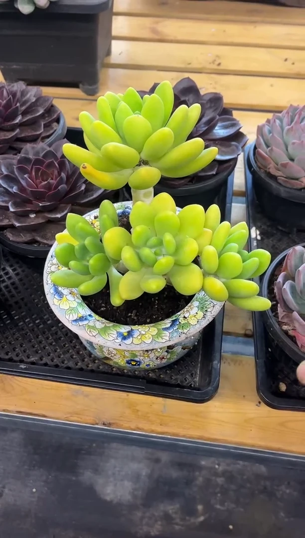 潘多拉