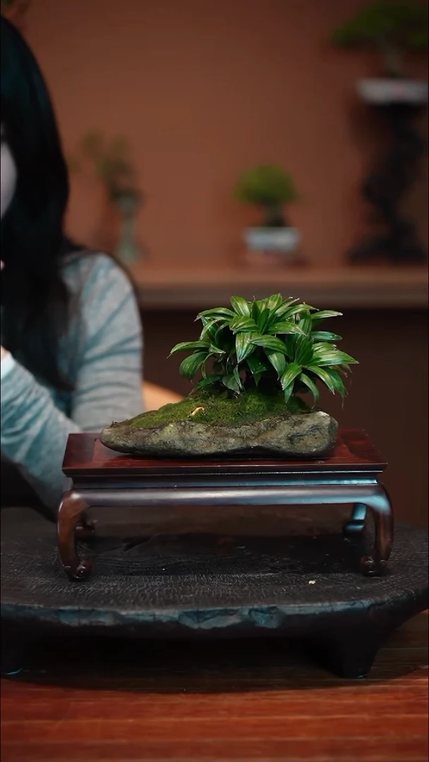 无花朵达摩棕竹盆景盆景盆景