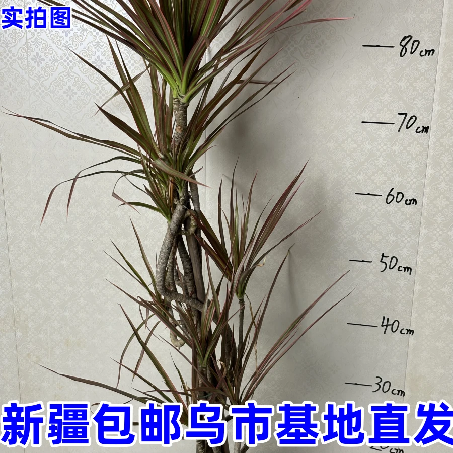 七彩铁千年木--------室内客厅办公室龙须花卉