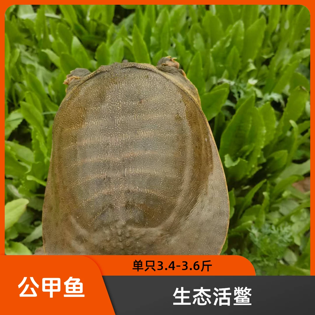 单只3.2-3.6斤（发一只）公鲜活甲鱼青黄背黄油外塘鲜活甲鱼