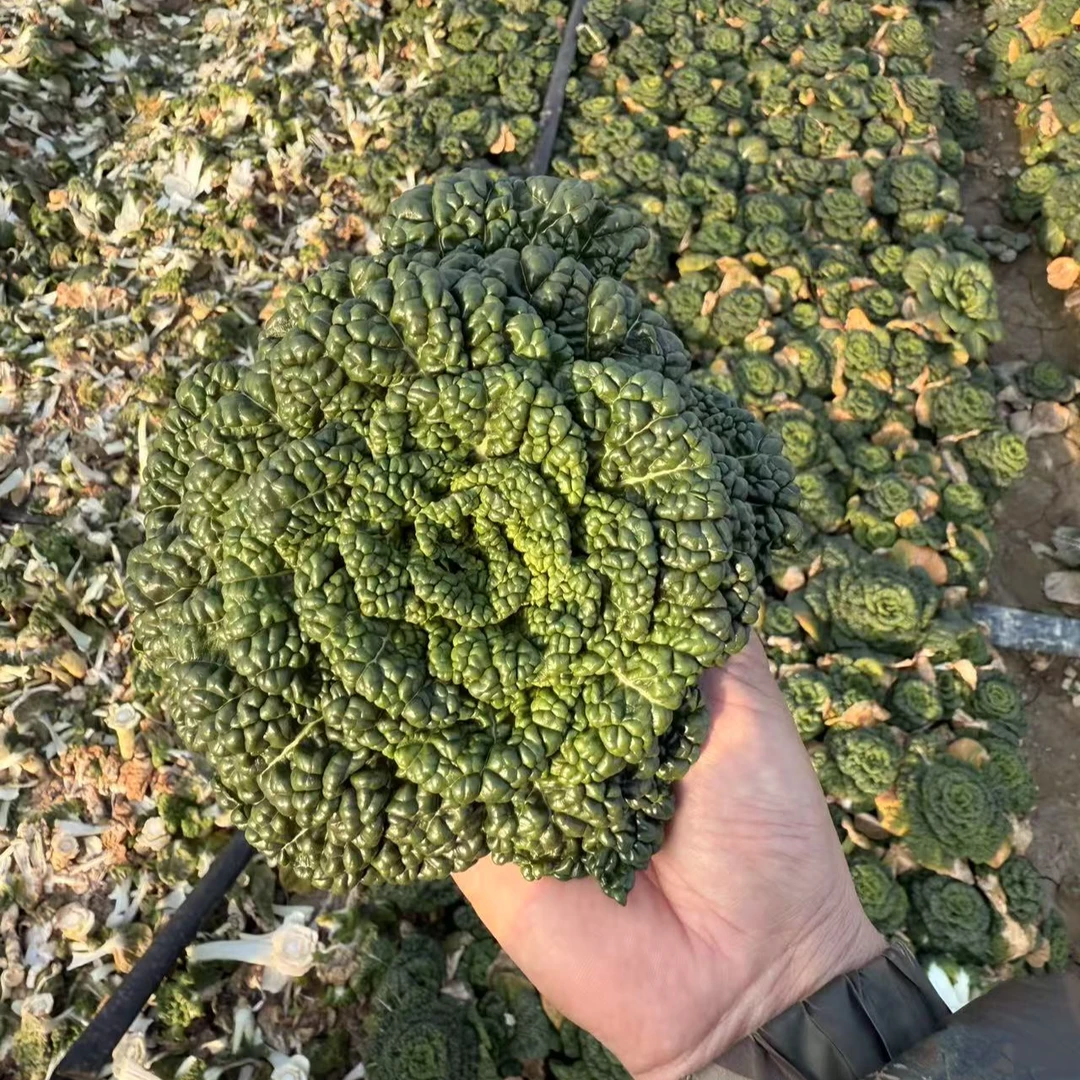 从外婆手里传下来的老品种小乌菜4斤装