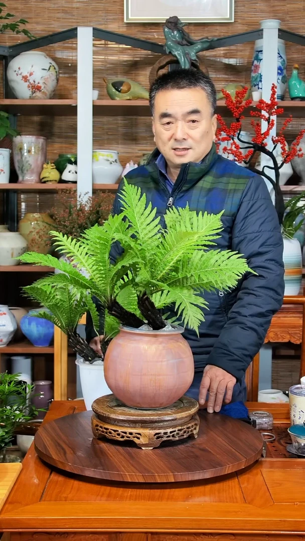 无花朵小***哈水之韵水培富贵蕨