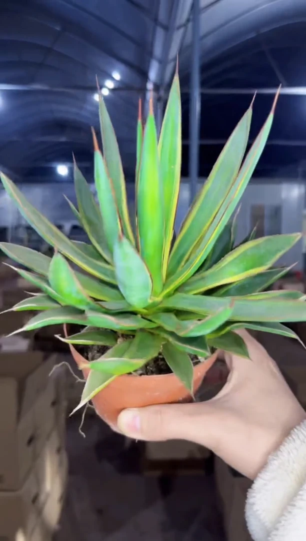 【闪购商品】陇雷 锦