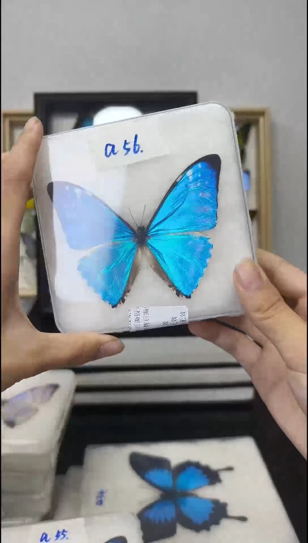 真蝴蝶标本一图一物A56