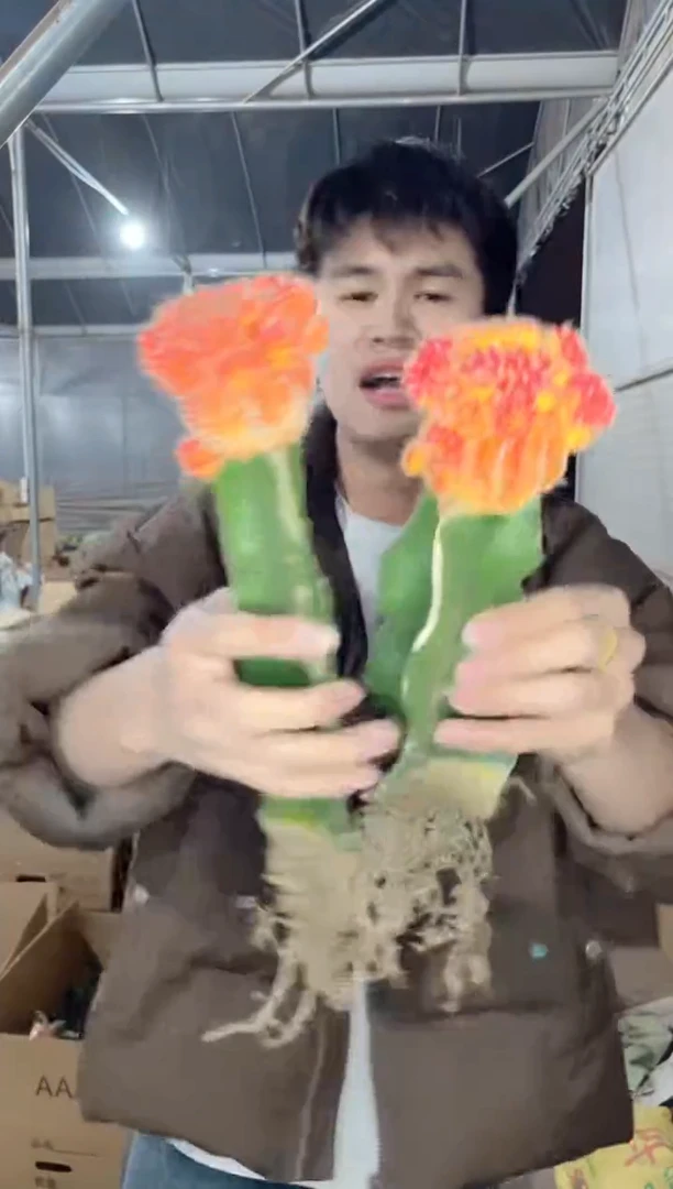 【闪购商品】2颗 红牡丹自然锦【嫁接】