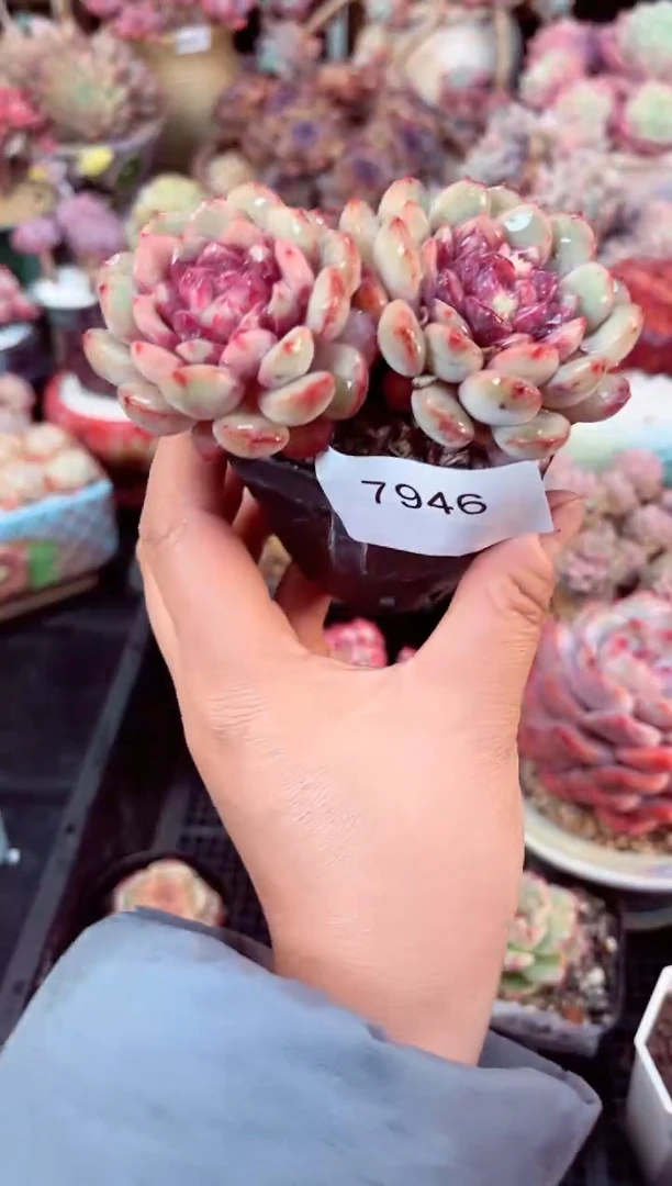 【闪购商品】7946双头金雀多肉