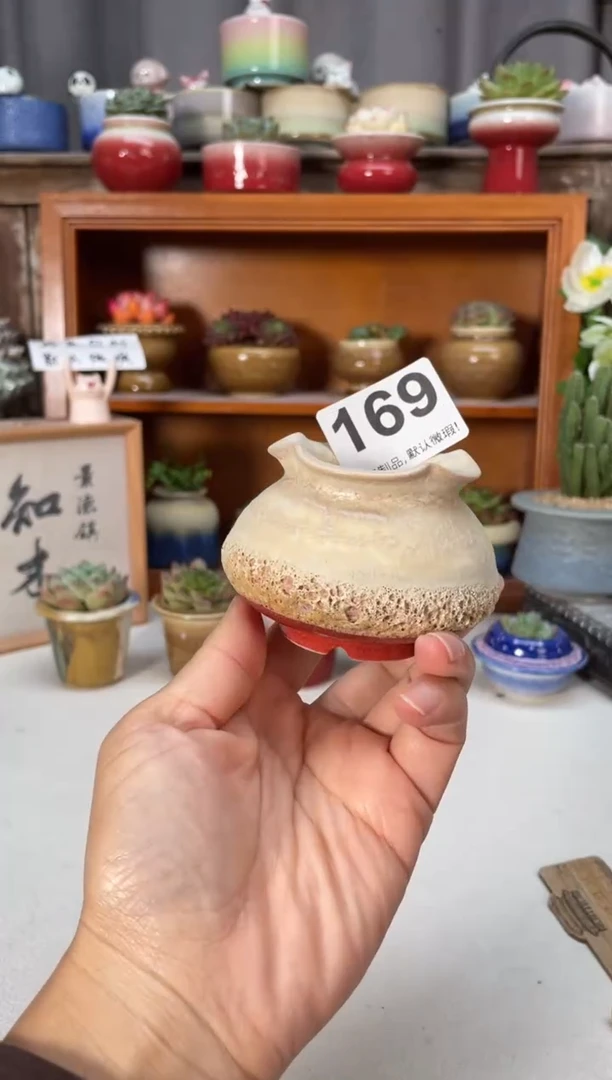 瓷片169知木小芳花盆直播编号