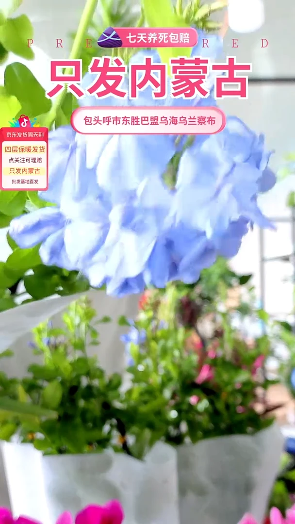 完全开放蓝雪花京东包邮