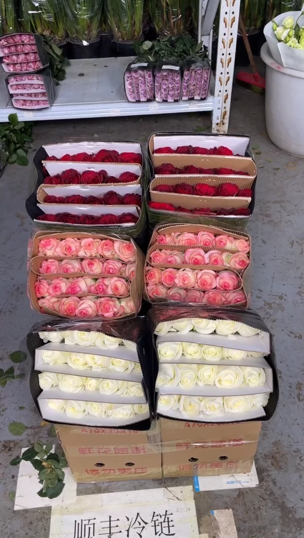 高原红20枝+骄傲20枝+艾沙20枝