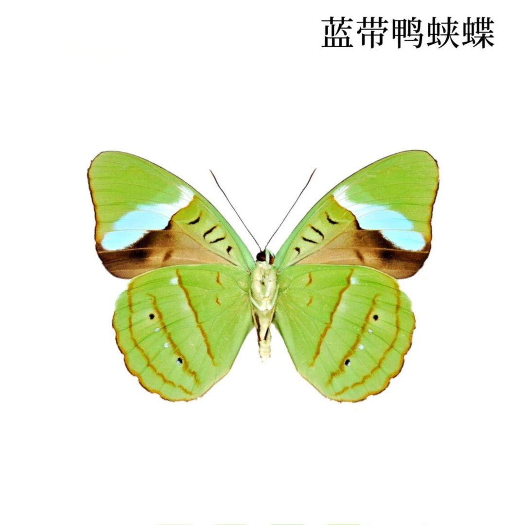 蓝带鸭蛱蝶A1蝴蝶标本装饰画流氓叙事缪宏谟剧本杀伴手礼