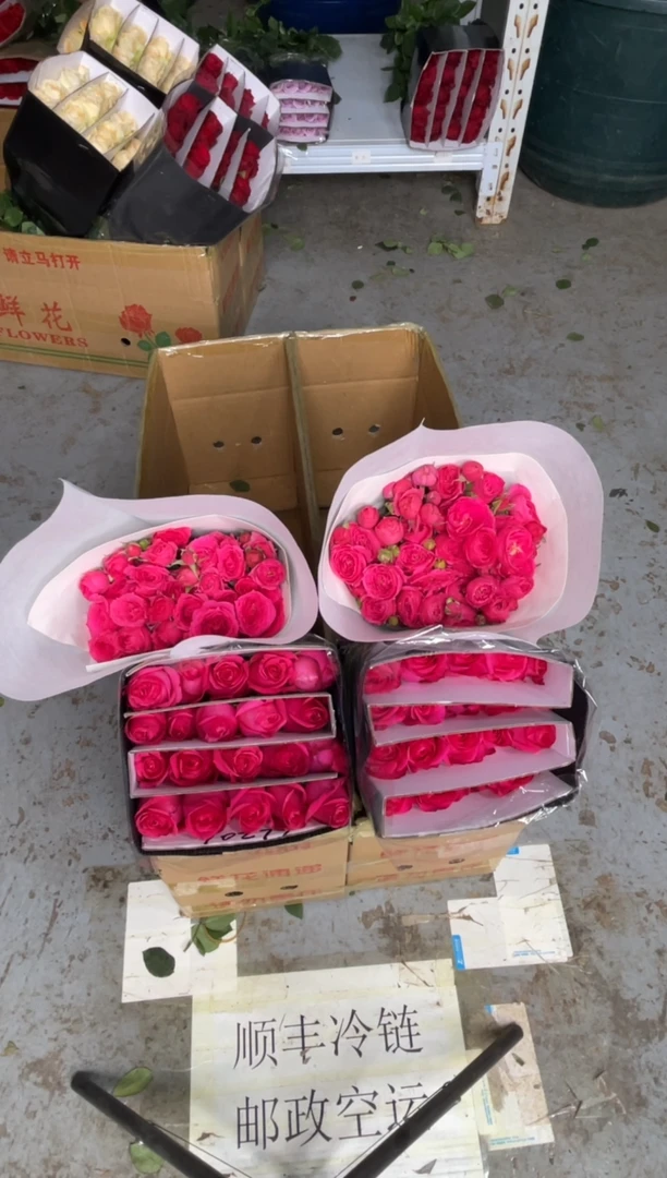 佛洛依德20枝+苏菲10枝