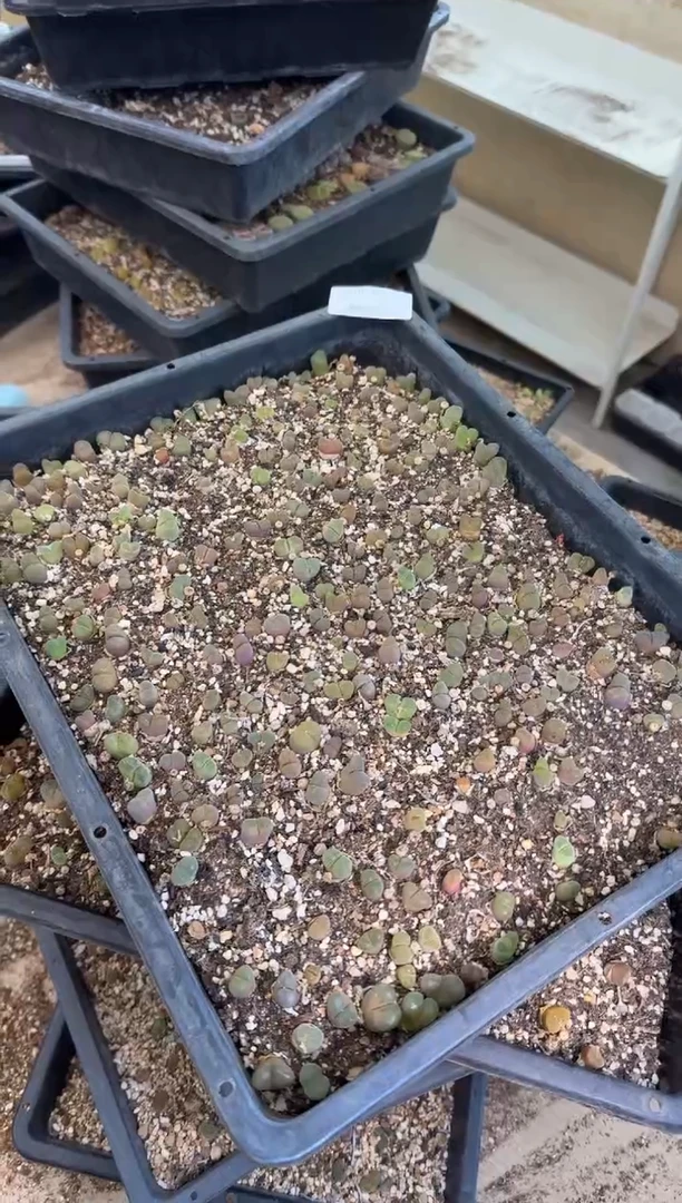 10-422多肉植物肉锥