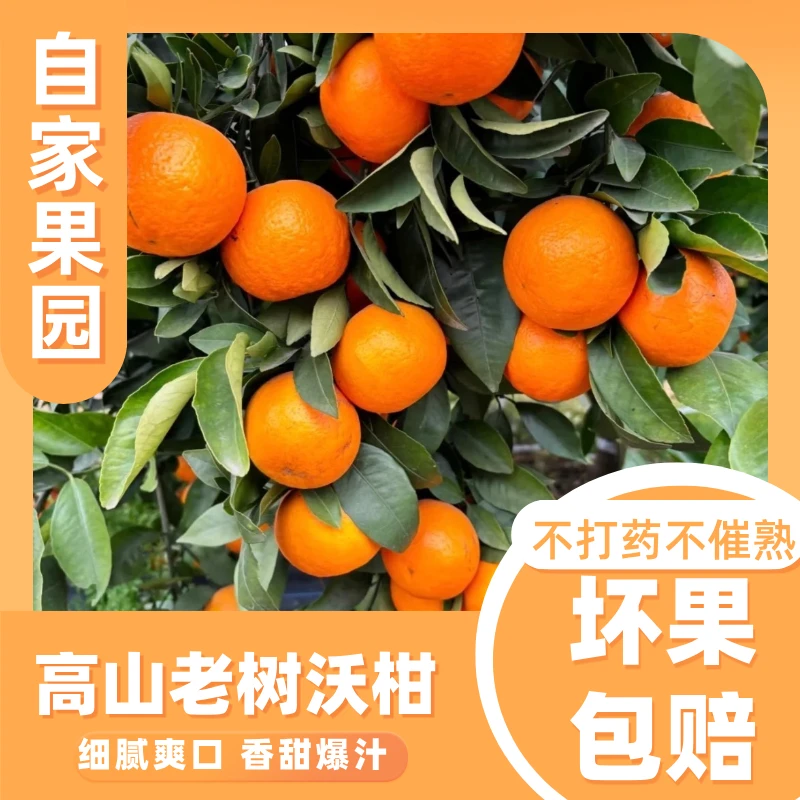 云南高山老树沃柑中厚皮果园直供新鲜到家甜润多汁