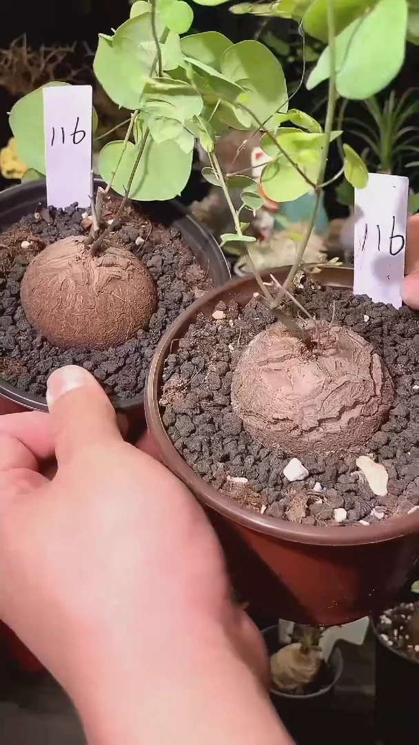 116号1104福利特价南非龟甲龙套餐