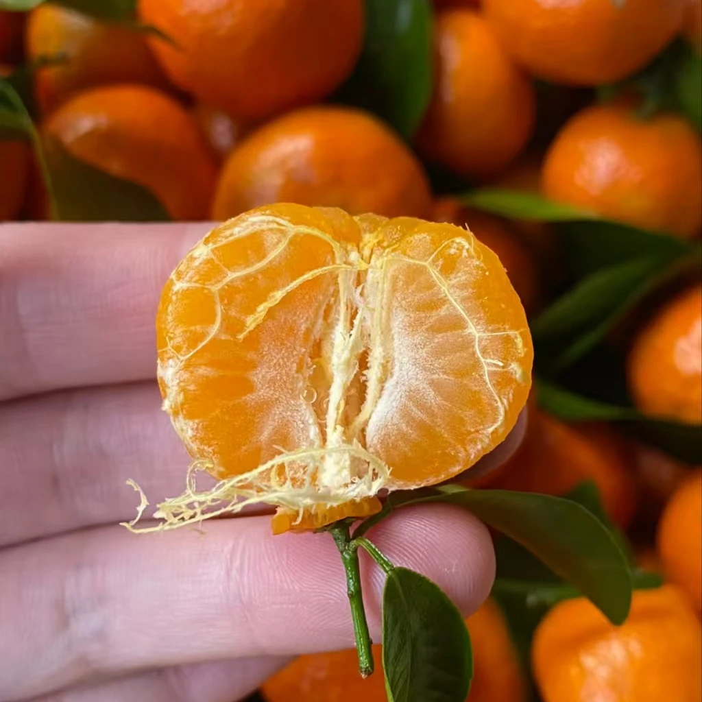 砂糖橘，甜而不腻，每一口都鲜嫩多汁，老少皆宜