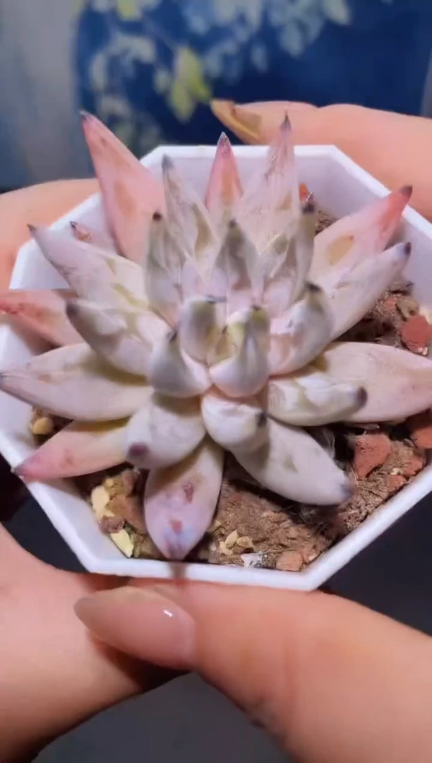 【闪购商品】087魔爪多肉