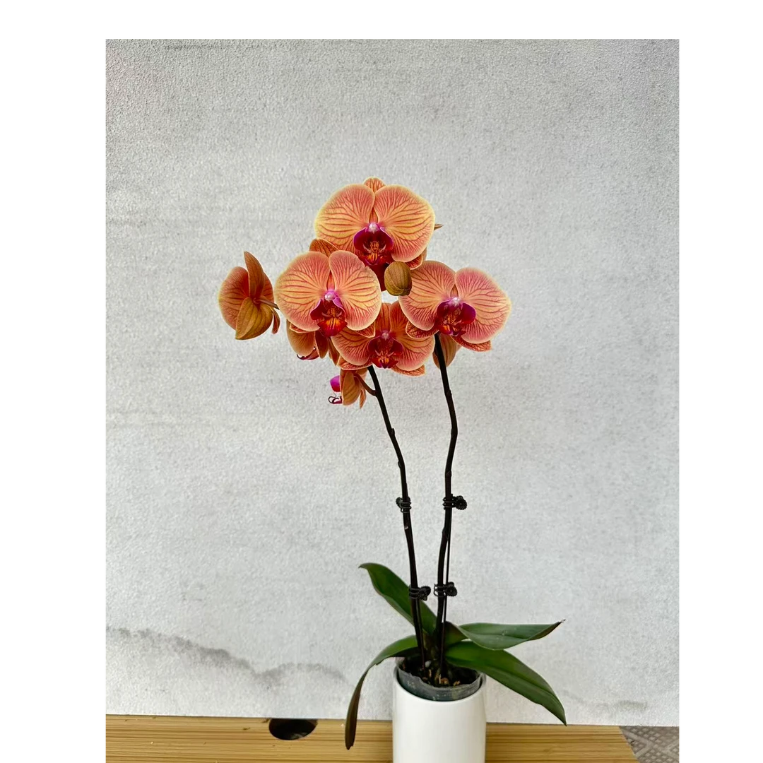 橙色系 蝴蝶兰年宵花（安童）桌面室内好养组盆花卉盆栽