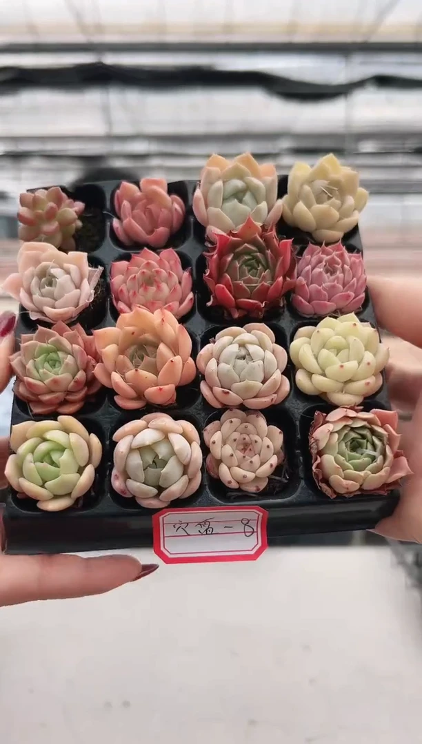 【闪购商品】穴盘-8
