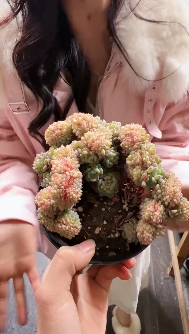 【闪购商品】白胖子超大母本缀化一颗