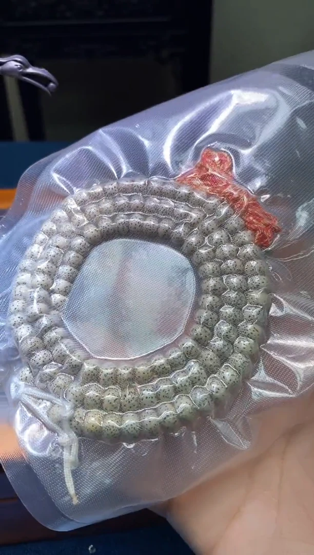 【闪购商品】星月菩提手串多样性发一件342