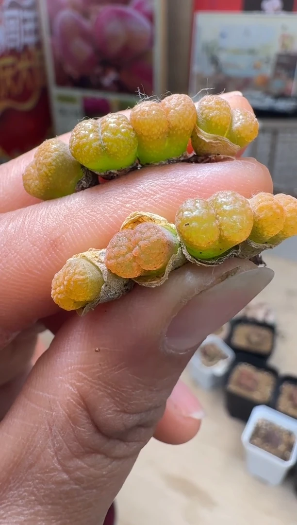 美丽的肉石头10-483超蛋一颗