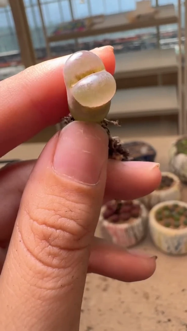 美丽的肉石头16-91月光石