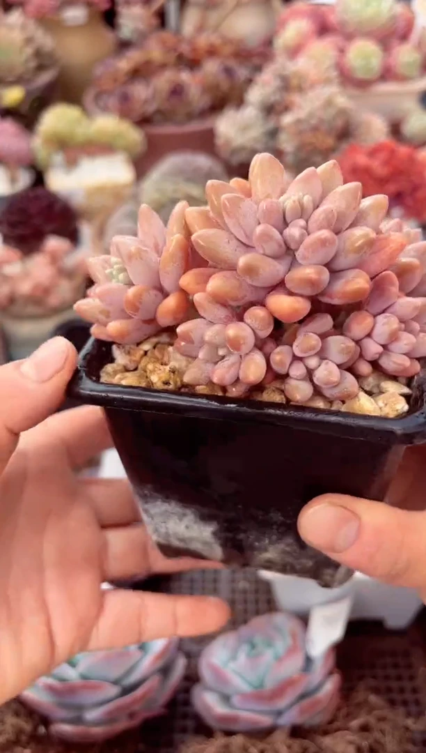 【闪购商品】7574群生星黛鲁多肉