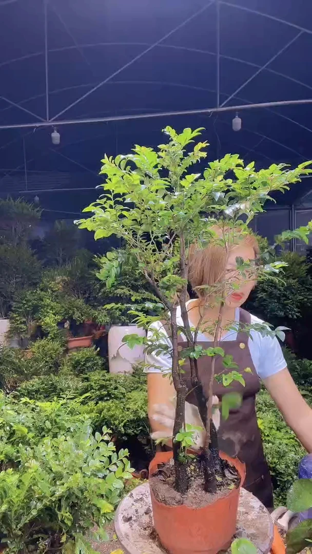 完全开放00000000