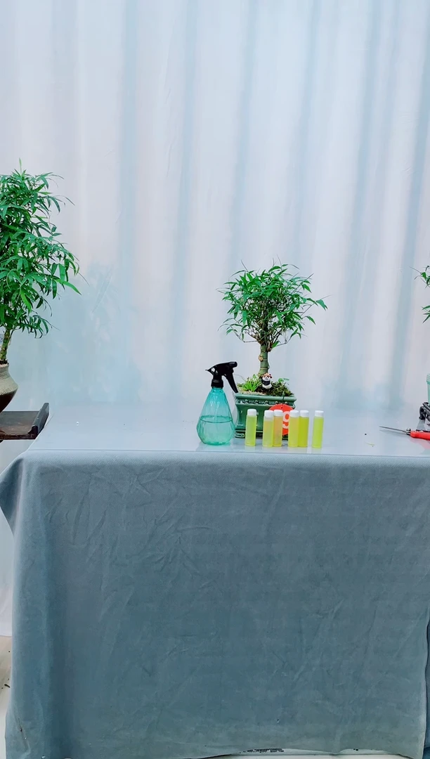 无花朵竹子盆景盆栽