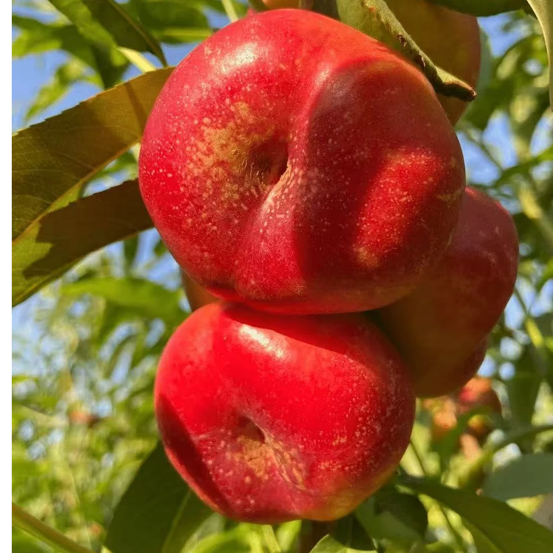 【次日达】山东蒙阴纽扣蟠桃现摘现发2斤和5斤新鲜采摘 顺丰包邮当季新鲜水果桃子山东省