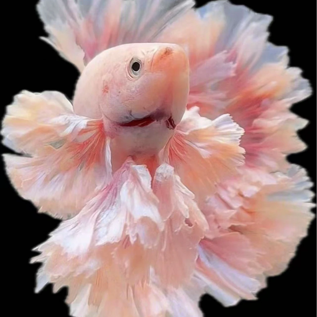 55号竞拍，印尼斗鱼泰国斗鱼