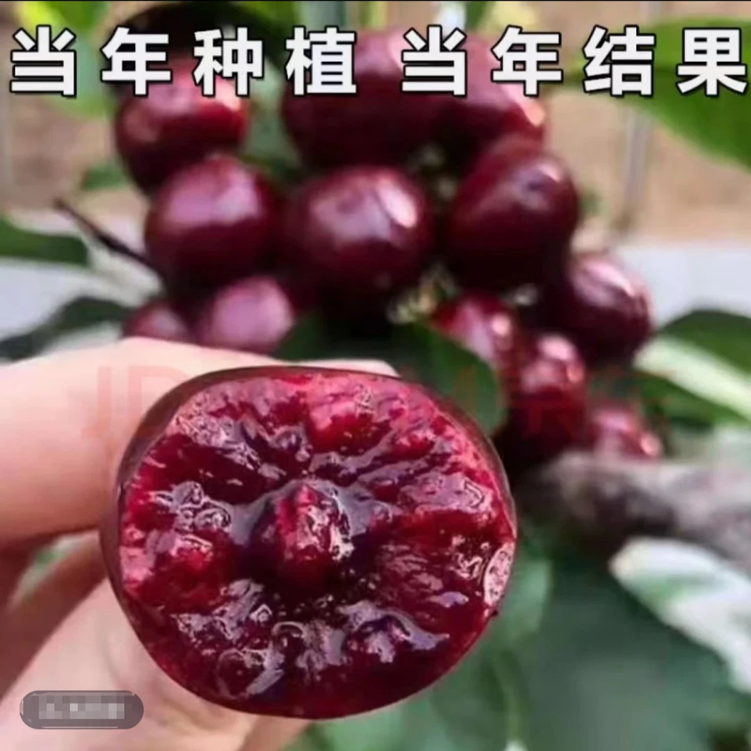 (现挖现发)车厘子树苗当年结果嫁接樱桃树苗现在种植