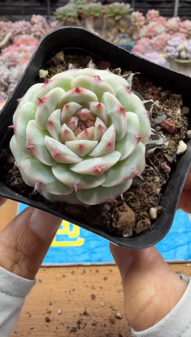 东云多肉园二店-675