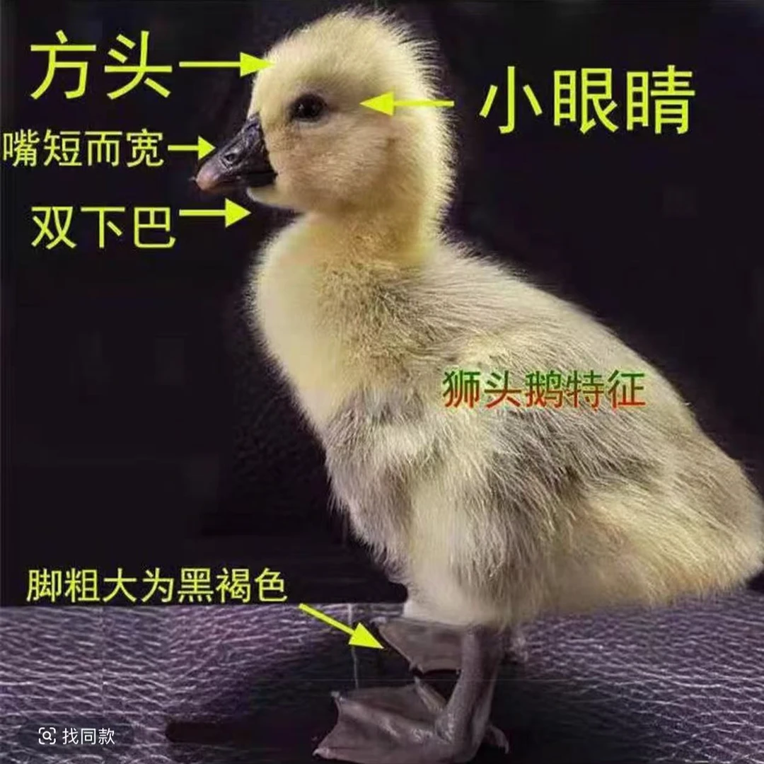 宠物鸭特大种狮头鹅2-3两包邮保活到家