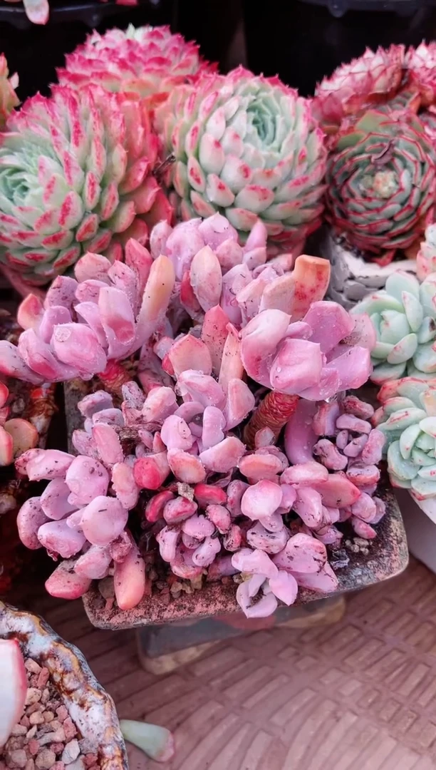 【闪购商品】19230多肉