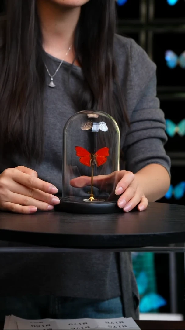 血漪蛱蝶小号玻璃罩