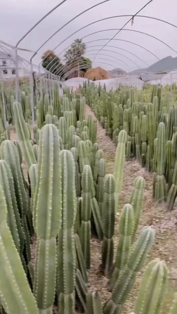 【闪购商品】【带根】40 60 80cm 量天尺