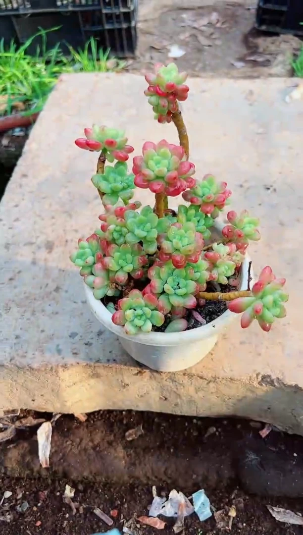 陈*初多肉植物一物一拍11196
