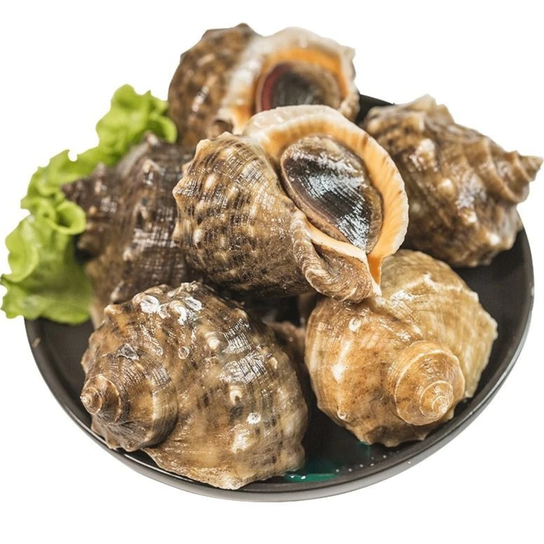 鲜活海螺 500克/份