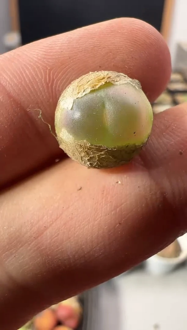 一物一拍          42