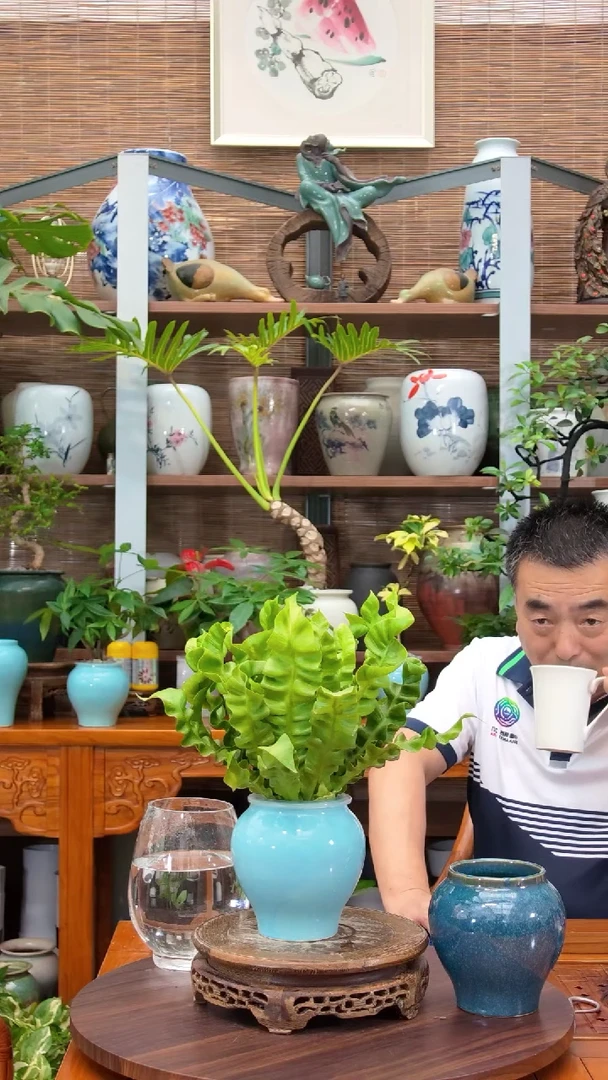 水之韵水培植物鸟巢蕨