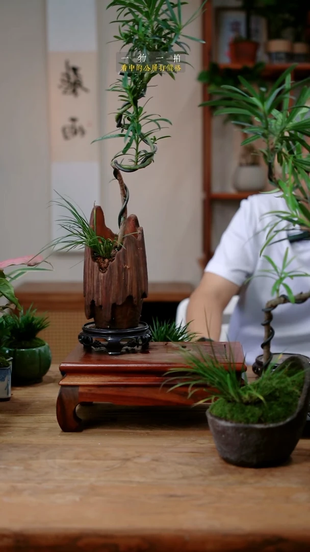 不开花植物富***?富士山下076