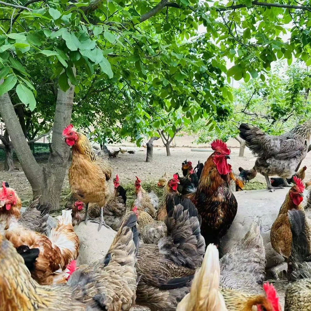 公鸡自家散养现杀一只净重4斤默认发整只烧烤食材