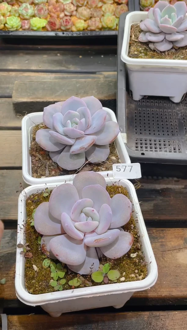 577奶茶       量拍2颗