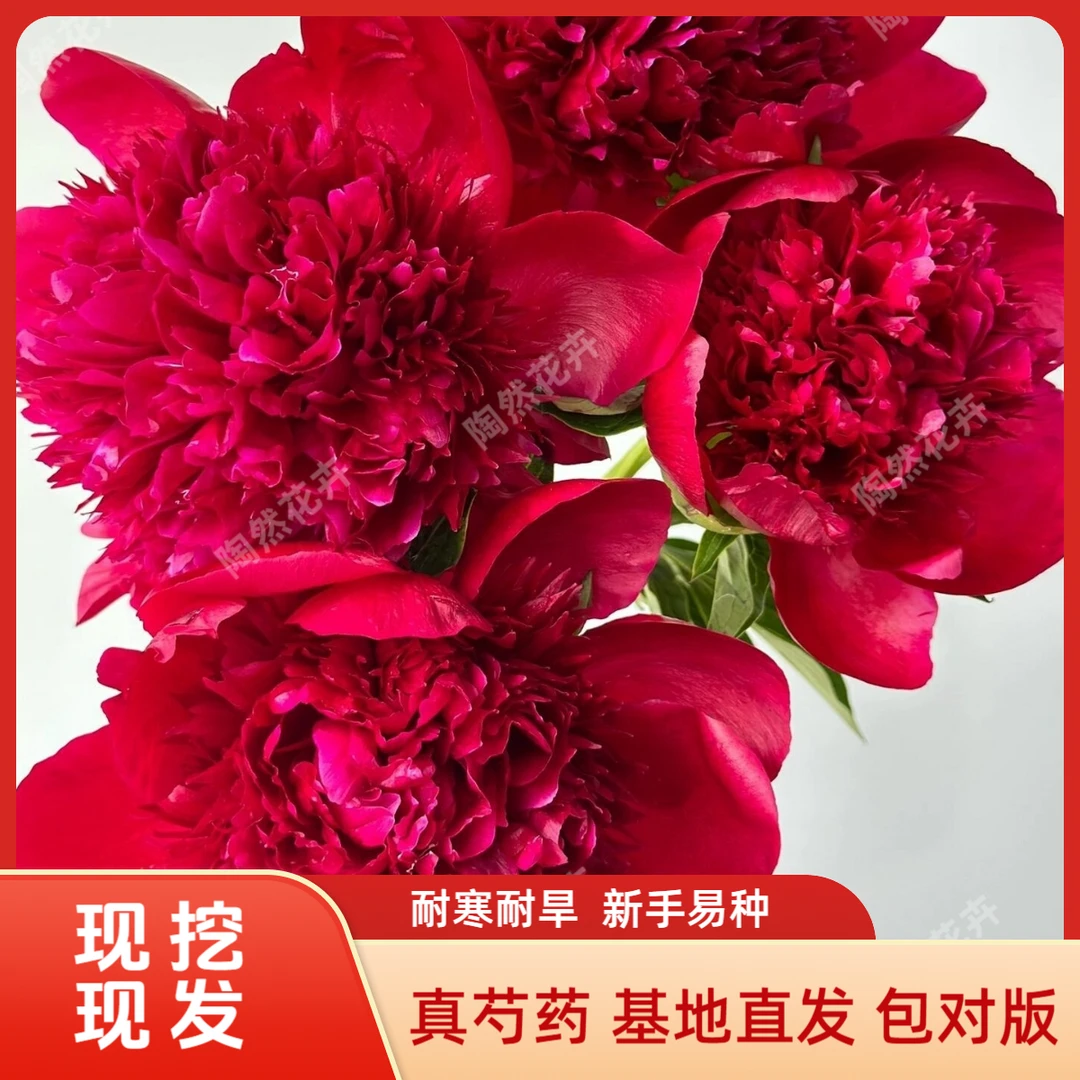 【红色魅力】重瓣芍药花苗带芽发货耐寒易活可阳台庭院地栽盆栽花卉