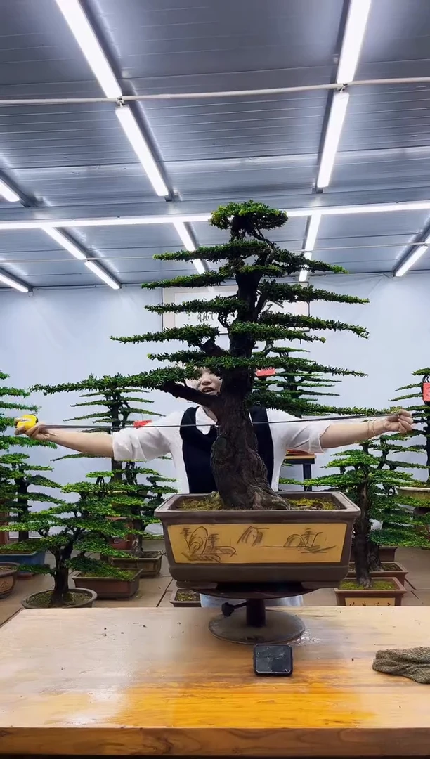 无花朵天**淡一物一拍,所见即所得
